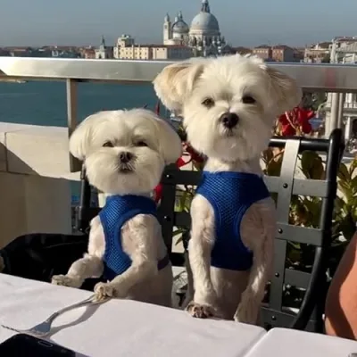 Bradley and Chandler