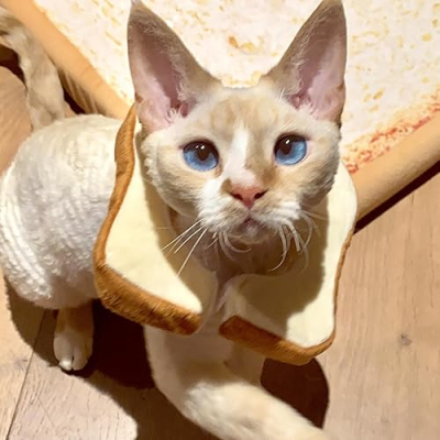 Mister Toast’s Favorite Things Profile