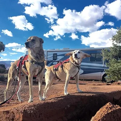 2 Traveling Dogs