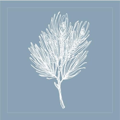 Pine and Poplar Profile