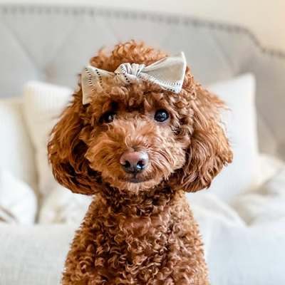 Bentley The Doodle Girl Profile