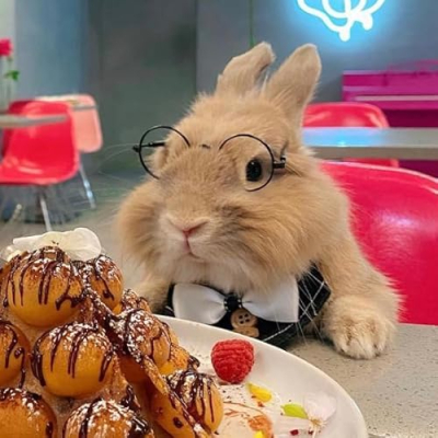 Miffy @Bunny.nyc Profile