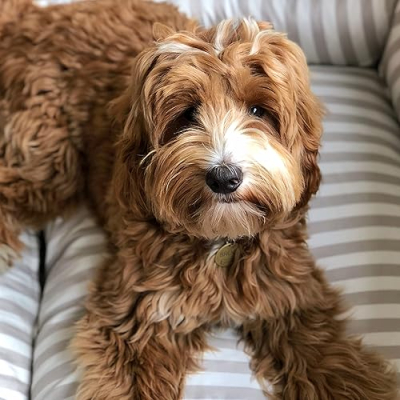 Bruce Massey Doodle Dude Profile