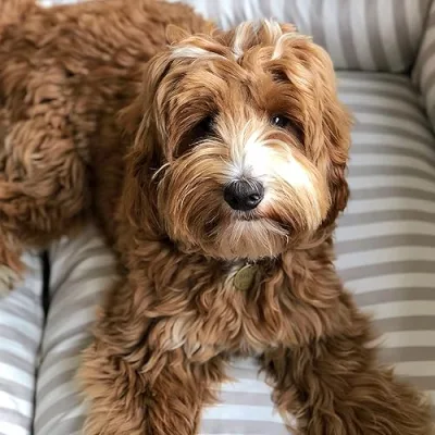 Bruce Massey Doodle Dude