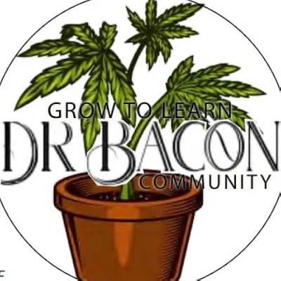Dr Bacon Community