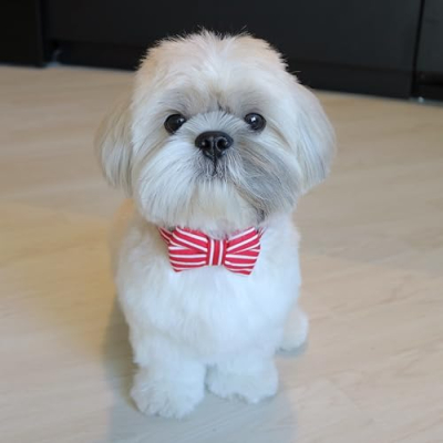 Paws of Simba Profile