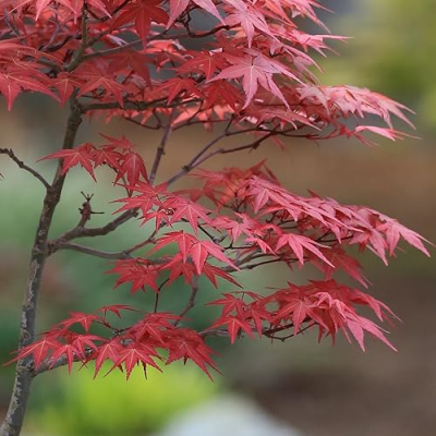 Momiji-En Bonsai and Ceramics Shop Profile