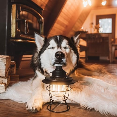 Enzo’s Essentials Profile