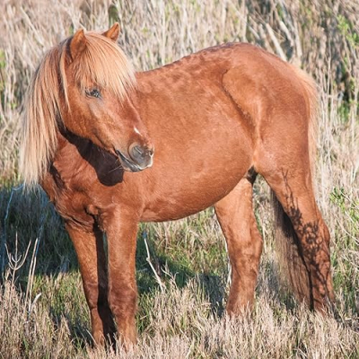 Visit Assateague Island Profile