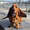 Poppy the big red basset hound Profile