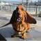 Poppy the big red basset hound Profile