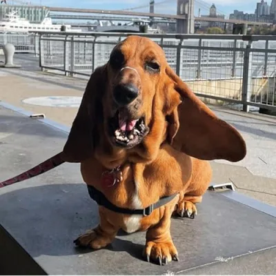 Poppy the big red basset hound