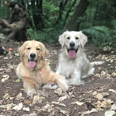 Jax & Jill The Goldens