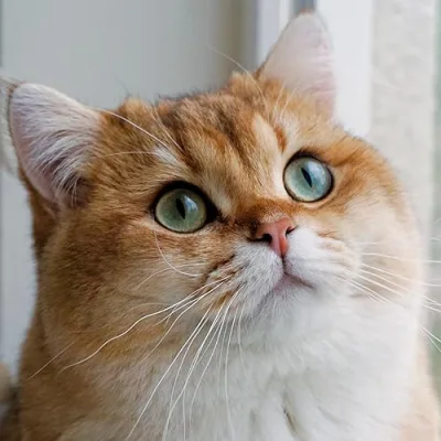 Maple Cat Recommendations