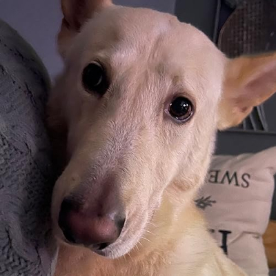 Facts and Honesty Profile