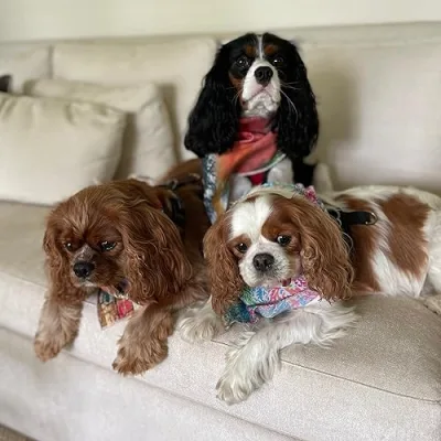 Lilly, Tucker, & Murphy’s Amazon Store