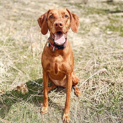 Piper Paige Vizsla Profile