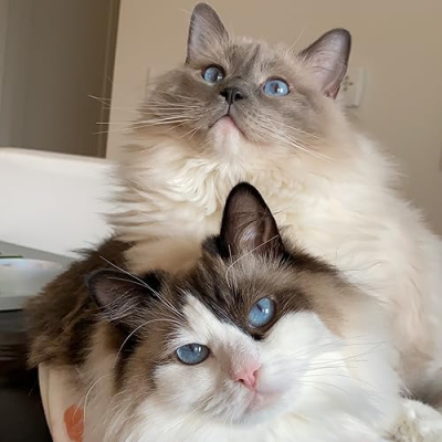 Eevee & Yoshi Storefront Profile