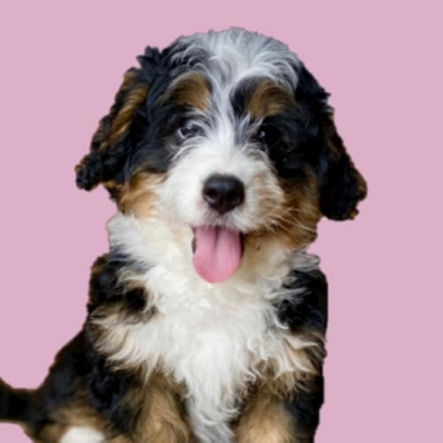 Reese the dood Profile