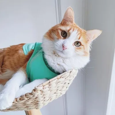 Mittons, Frank, and Lady Karen