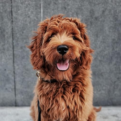 Dudley Dood's Must Haves Profile