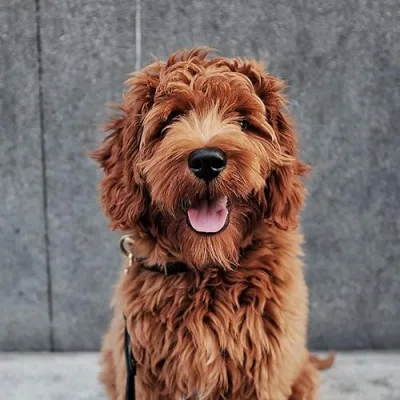 Dudley Dood's Must Haves