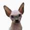 Sphynx.cats.us