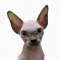 Sphynx.cats.us