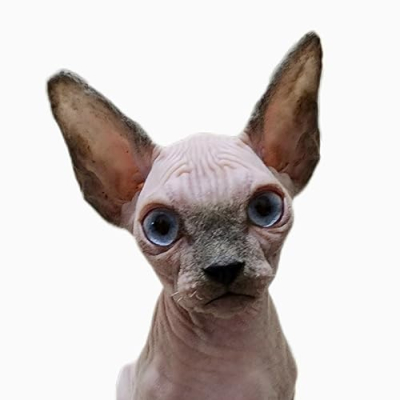 Sphynx.cats.us Profile