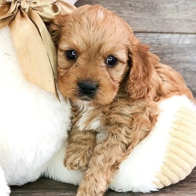 The Cavapoo Tales Profile