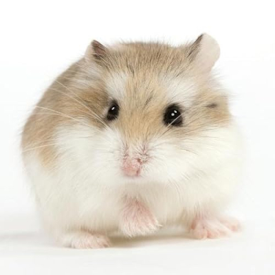 Hamster Buddies Profile