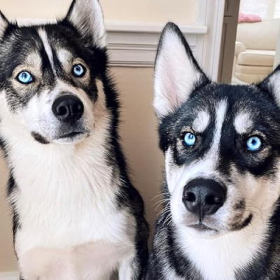 Blue & Titan Profile