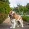 Cavalier King Charles Spaniel Society Profile