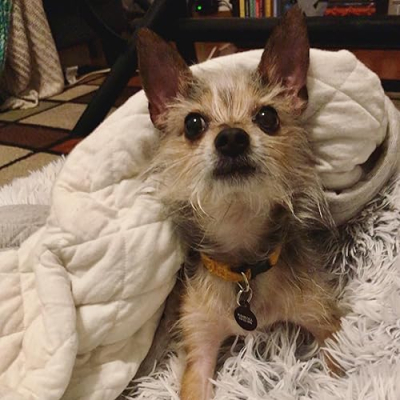 Splinter Ninja Dog Profile