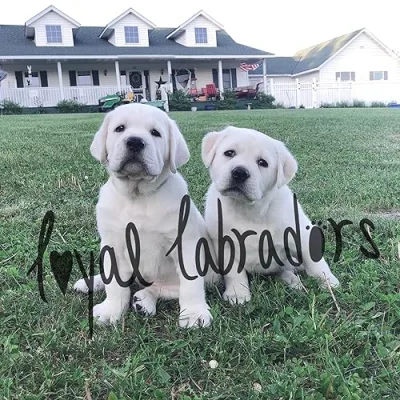 Loyal Labradors