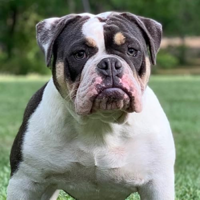 Blackhorse Bulldogs Profile