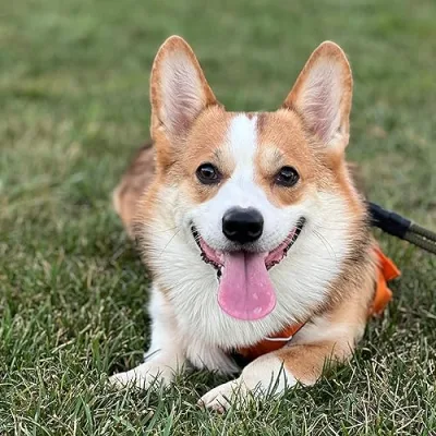 Luca the Corgi