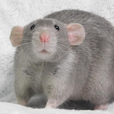 Blue Heart Rattery Profile