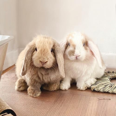 Hashbrown, Lemon, and Oatmeal’s Amazon Favorites Profile