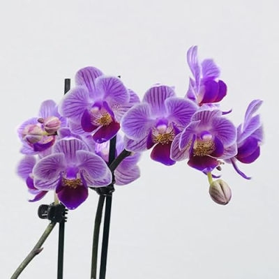 Orquídeas Info. by Suarz Profile