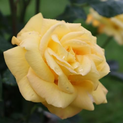 Fraser Valley Rose Farm Profile