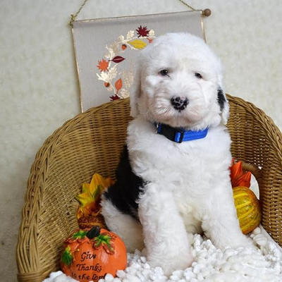 TLC by the Lake Poodles and Doodles Profile