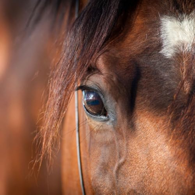 Cowgirls & Gypsies Profile