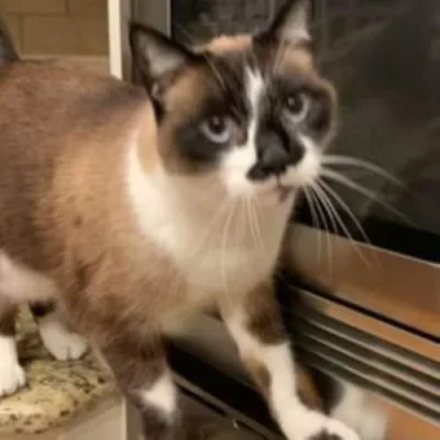 Fluffy's Amazon Buy List