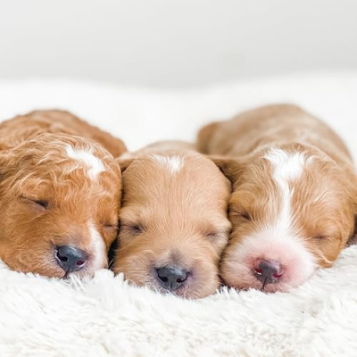 Lake Cumberland Doodle Farm Profile