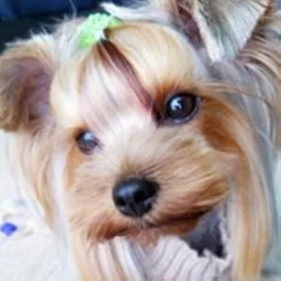 Nanami The Yorkie