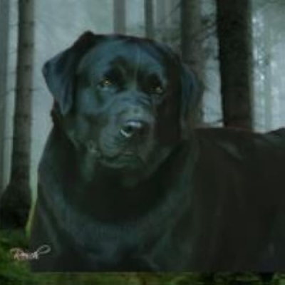 Fairfax Pines English Labradors Profile