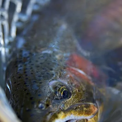 Twig N Timber Outdoors