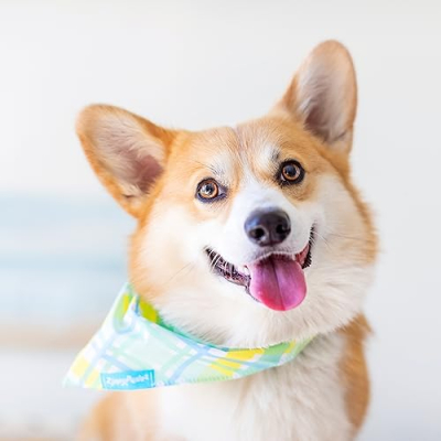 Koa the Corgi Profile