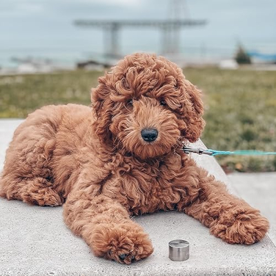 Mr. Floofy Simba's Favorites Profile